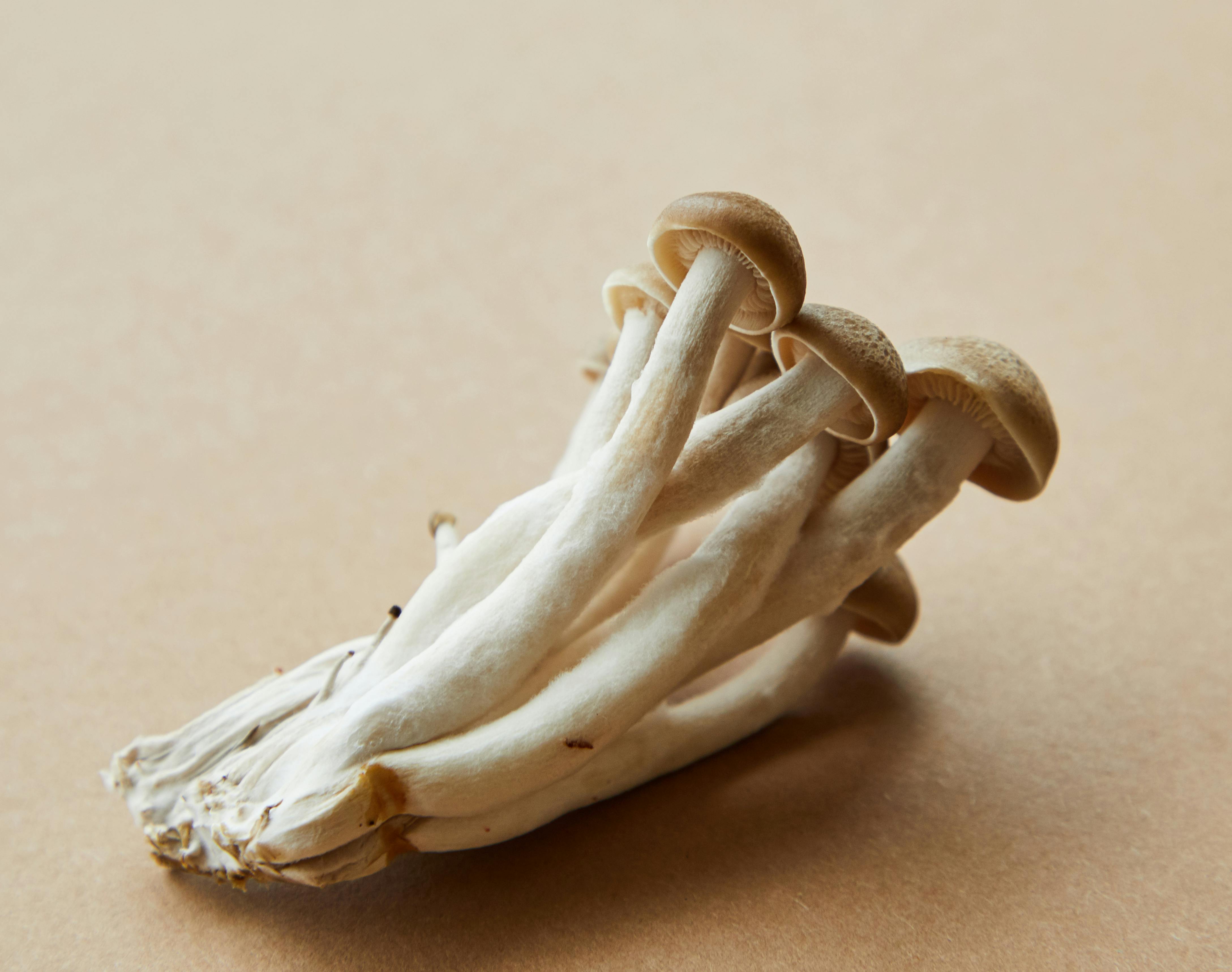 Psilocybin mushrooms (magic mushrooms)